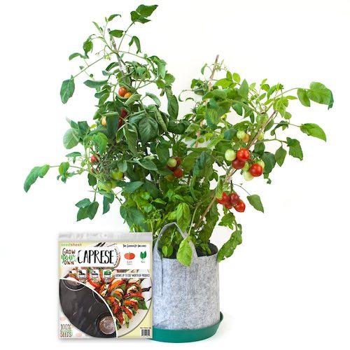GYO Caprese Seedsheet - Seedsheet