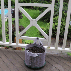 GYO Caprese Seedsheet - Seedsheet