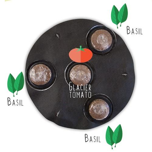 GYO Herbs + Salads + Caprese + Tacos Kit (4 Pack) - Seedsheet