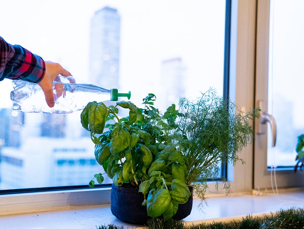 Grow Your Own Mini Herbs Kit - Seedsheet