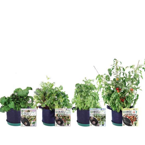 GYO Herbs + Salads + Caprese + Tacos Kit (4 Pack) - Seedsheet