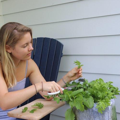 GYO Salads Seedsheet - Seedsheet