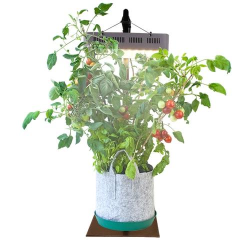 Indoor Garden Kit - Seedsheet