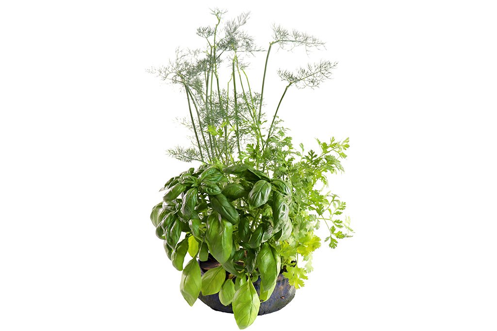 Grow Your Own Mini Herbs Kit - Seedsheet