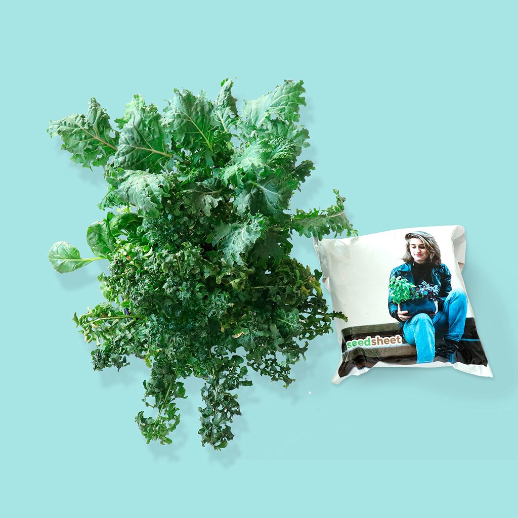 Grow Your Own Mini Salad Kit - Seedsheet