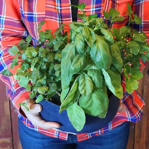 Mini Herbs Kit - Seedsheet