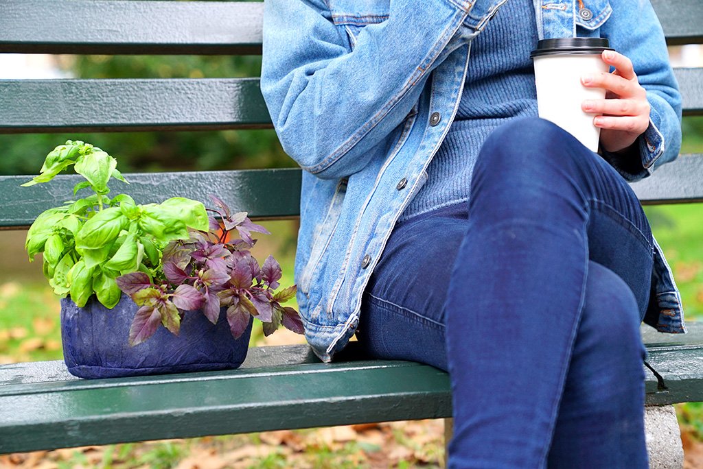 Grow Your Own Mini Pesto Kit - Seedsheet