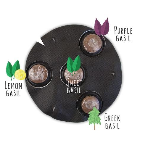 GYO Pesto Seedsheet - Seedsheet