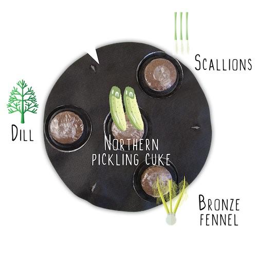 GYO Pickles Seedsheet - Seedsheet