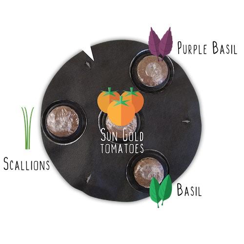 GYO Pizza Seedsheet - Seedsheet