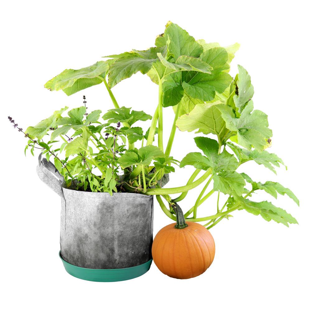 Custom Container Garden Gift - Seedsheet