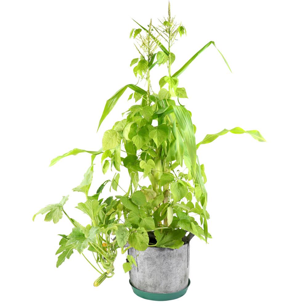 Custom Container Garden Gift - Seedsheet