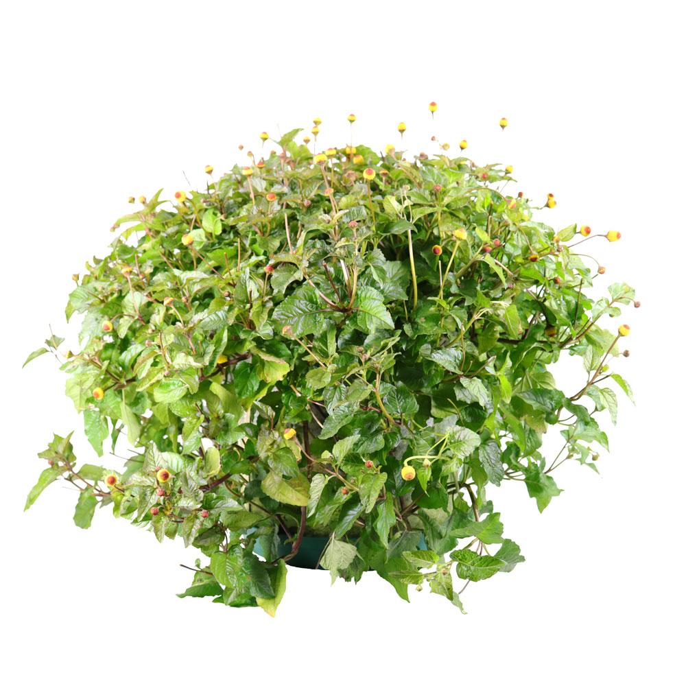 Custom Container Garden Gift - Seedsheet