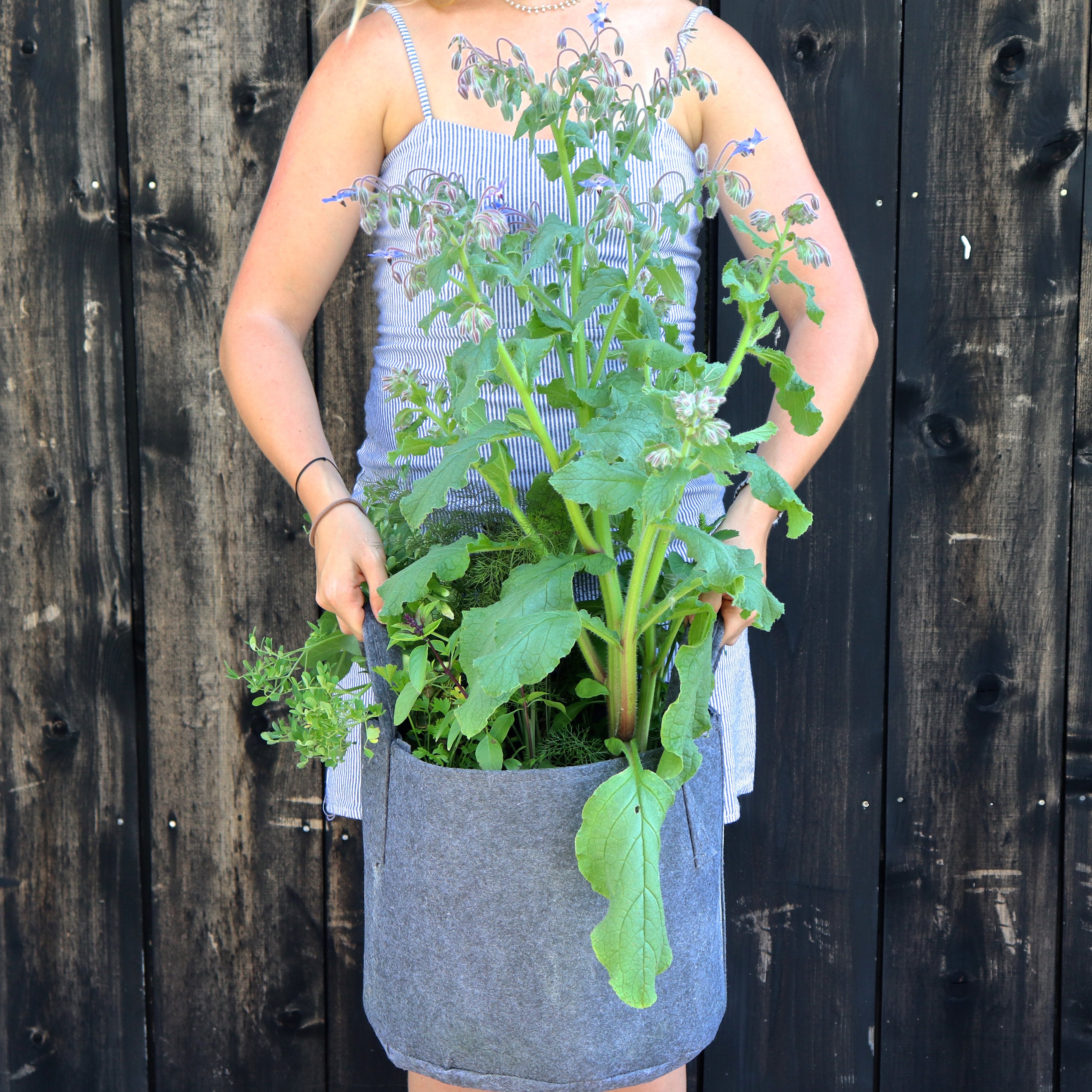 GYO Cocktails Seedsheet - Seedsheet