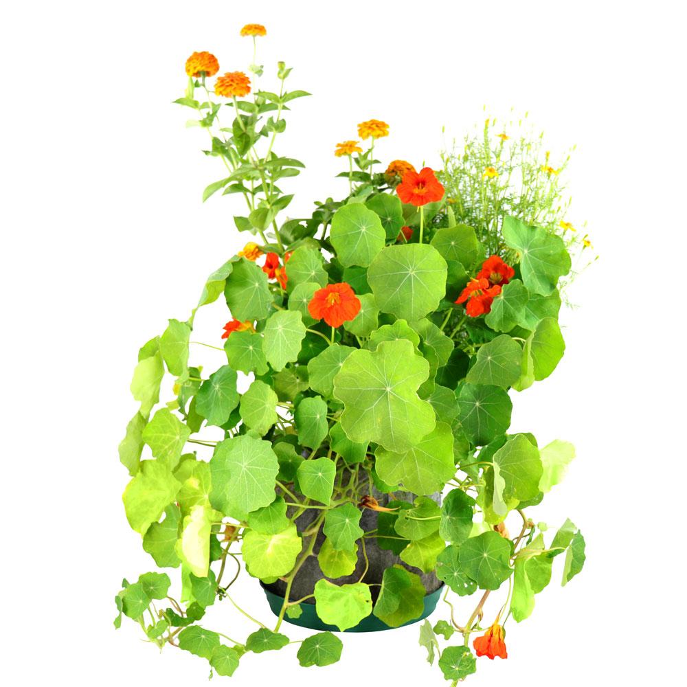 Custom Container Garden Gift - Seedsheet