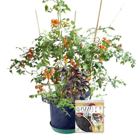 GYO Pizza Seedsheet - Seedsheet