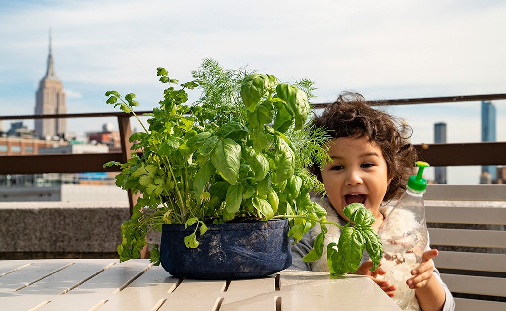 Grow Your Own Mini Herbs Kit - Seedsheet