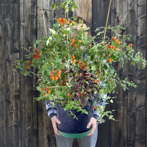 GYO Pizza Seedsheet - Seedsheet