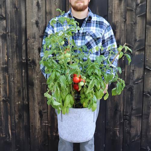 GYO Caprese Seedsheet - Seedsheet