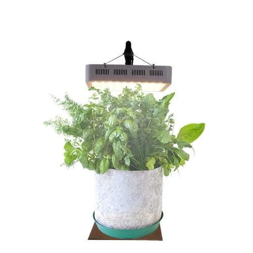 GYO Herbs Seedsheet - Seedsheet