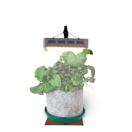 GYO Tacos Seedsheet - Seedsheet