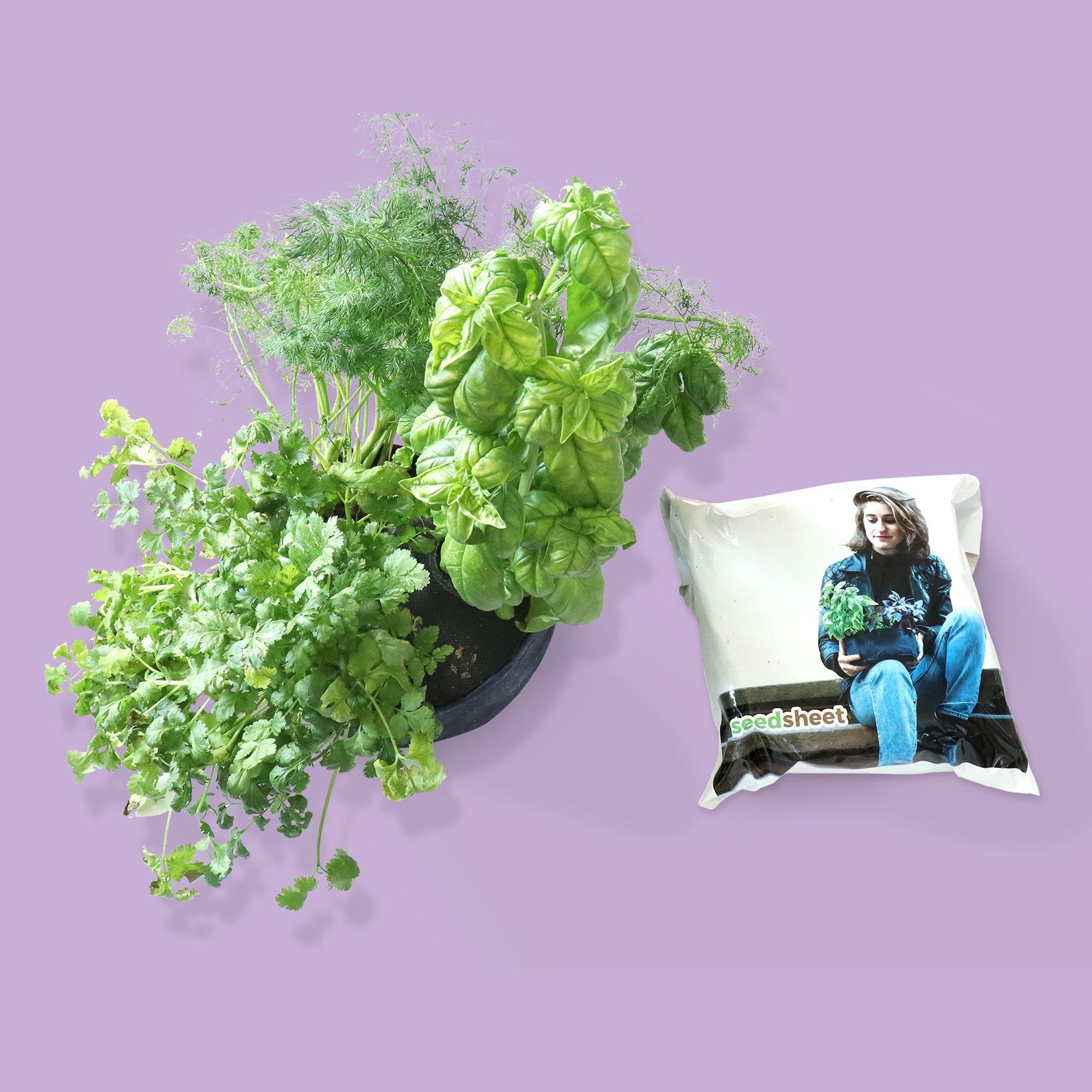 Grow Your Own Mini Herbs Kit - Seedsheet