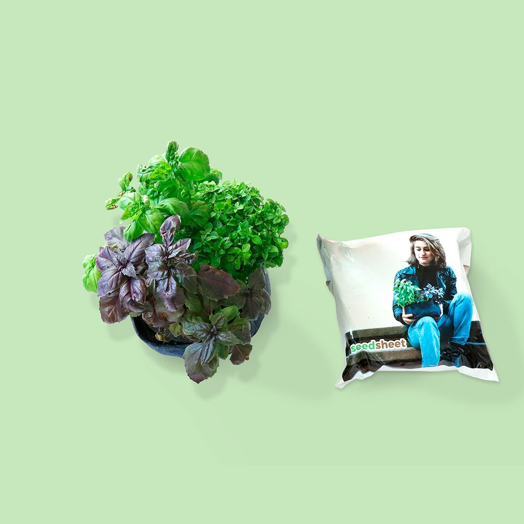 Grow Your Own Mini Pesto Kit - Seedsheet