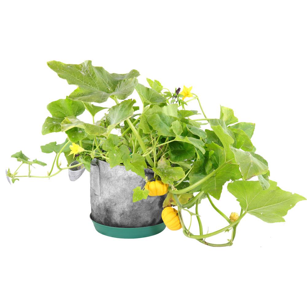 Custom Container Garden Gift - Seedsheet