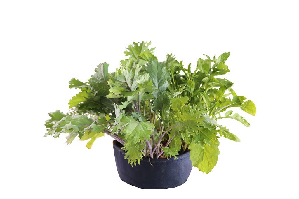 Grow Your Own Mini Salad Kit - Seedsheet