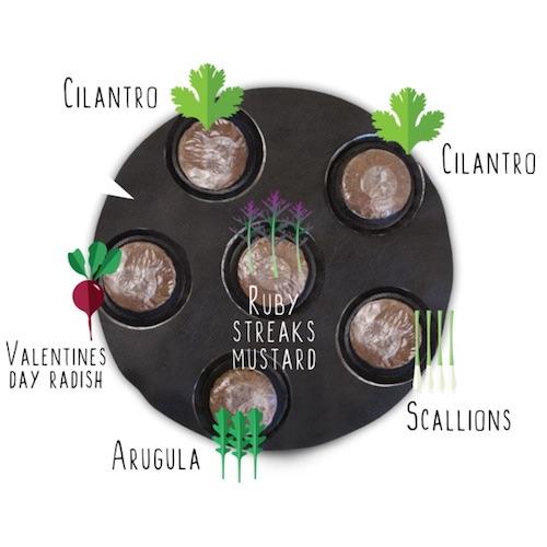 GYO Tacos Seedsheet - Seedsheet