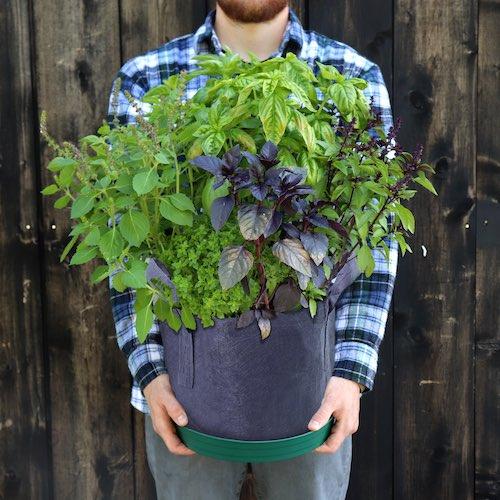 GYO Pesto Seedsheet - Seedsheet