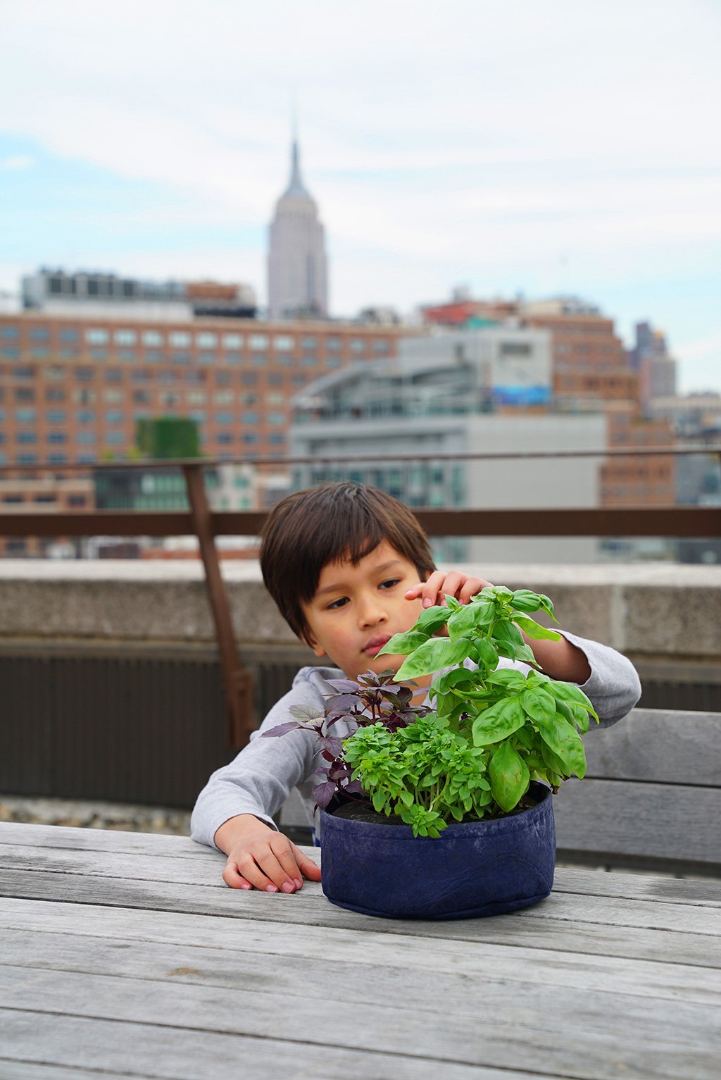 Grow Your Own Mini Pesto Kit - Seedsheet