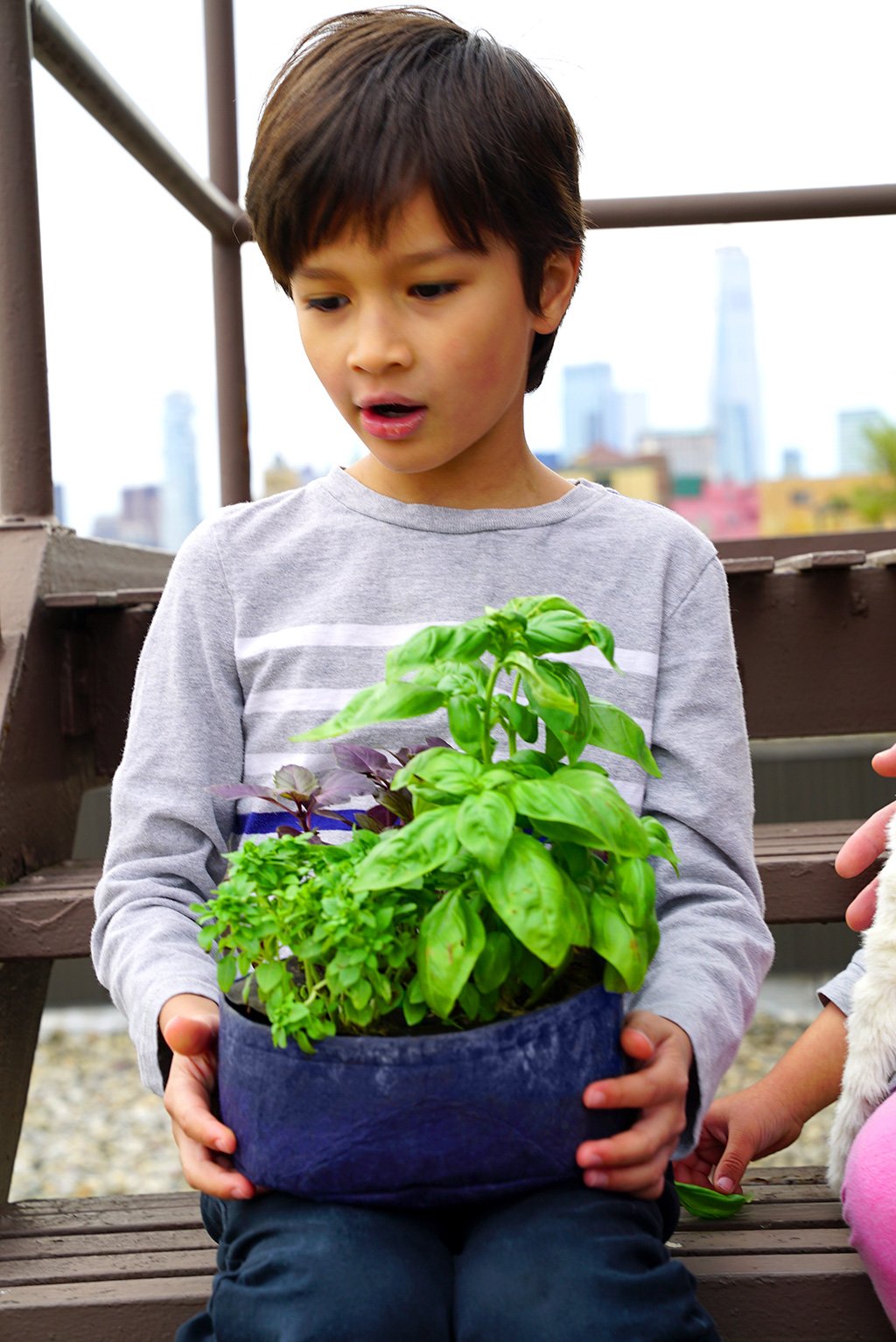 Grow Your Own Mini Pesto Kit - Seedsheet