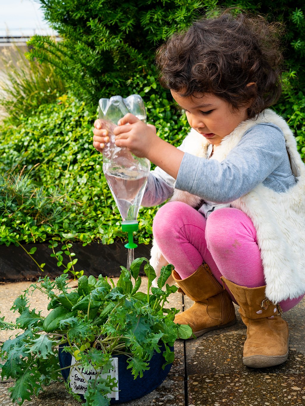 Grow Your Own Mini Salad Kit - Seedsheet