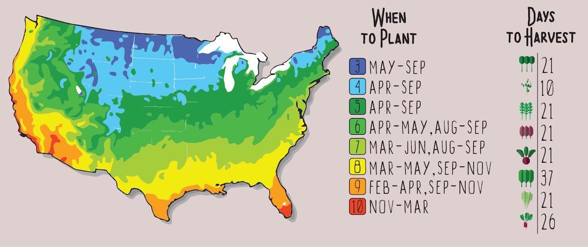 GYO Salads Seedsheet - Seedsheet