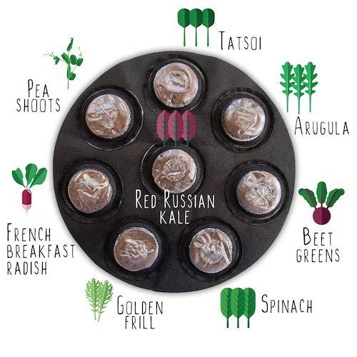 GYO Herbs + Salads + Caprese + Tacos Kit (4 Pack) - Seedsheet