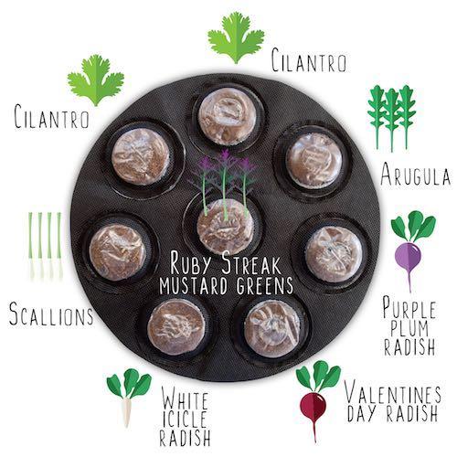 GYO Herbs + Salads + Caprese + Tacos Kit (4 Pack) - Seedsheet