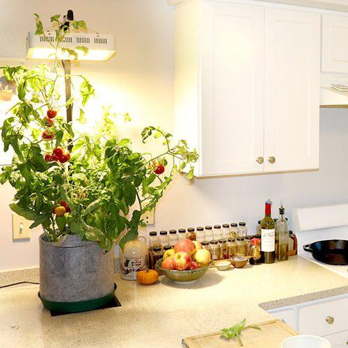 Indoor Garden Kit - Seedsheet